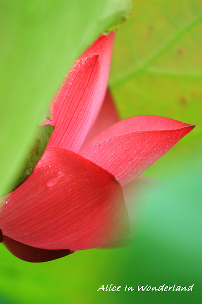 20100605_082cha.jpg 20100605_082cha.jpg
