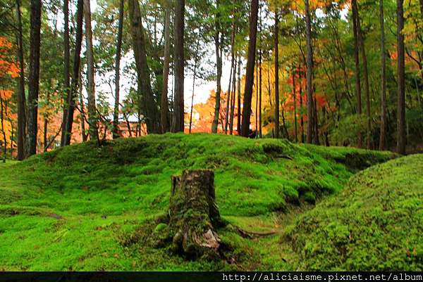 京都 世界遺產 西芳寺 苔寺 及明信片預約方式 日本 私旅行 痞客邦