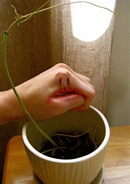dead plant2.jpg dead plant2.jpg
