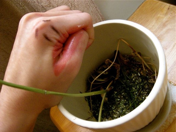 dead plant3.jpg dead plant3.jpg