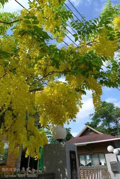 P1020993.jpg P1020993.jpg