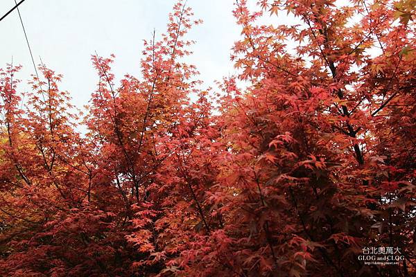 IMG_0541_調整大小_調整大小.JPG IMG_0541_調整大小_調整大小.JPG