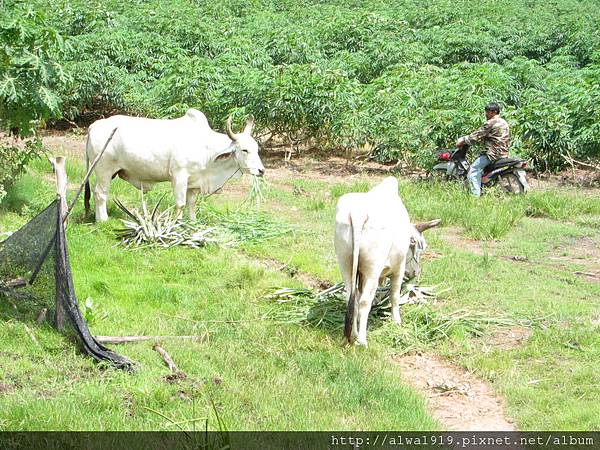 IMG_4995.JPG IMG_4995.JPG