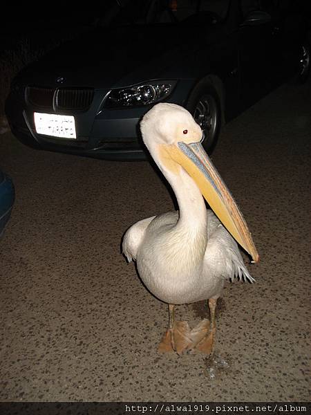 DSC06099.JPG DSC06099.JPG