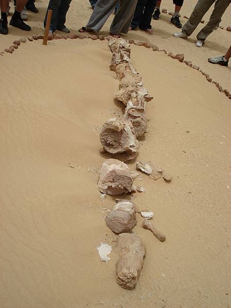 鯨魚骨頭 鯨魚骨頭