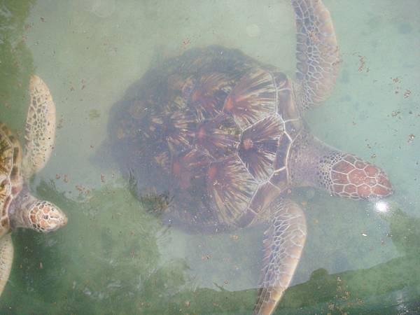 1-玳瑁 Eretmochelys imbricata squamata.JPG 1-玳瑁 Eretmochelys imbricata squamata.JPG