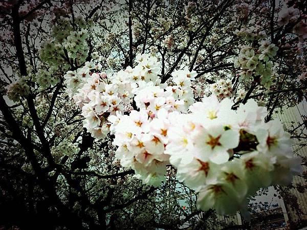 IMG_0574.JPG IMG_0574.JPG