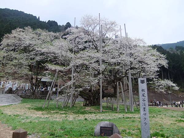 DSCF1466 DSCF1466