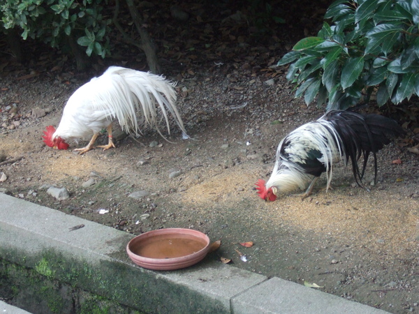 DSCF7752.JPG DSCF7752.JPG