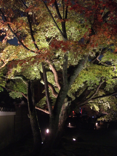 DSCF9652.JPG DSCF9652.JPG