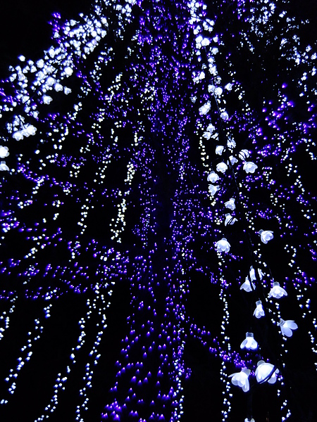 DSCF6152.JPG DSCF6152.JPG