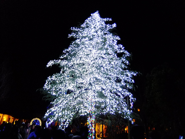 DSCF5817.JPG DSCF5817.JPG