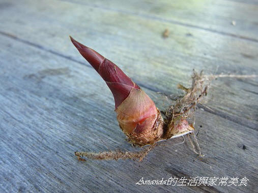 花泉農場-野薑花新芽