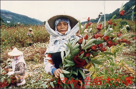 洛神花 (1).jpg