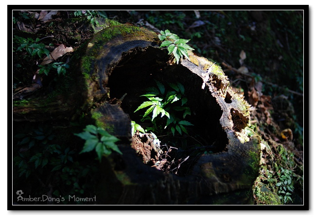 DSC_0176b.jpg DSC_0176b.jpg