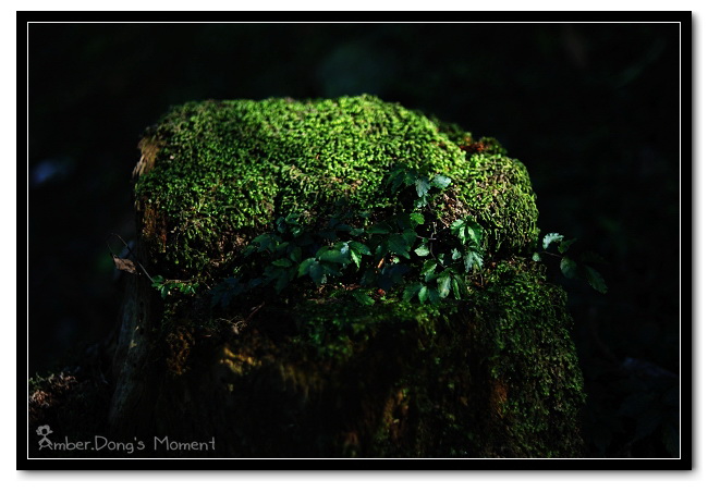 DSC_0202b.jpg DSC_0202b.jpg