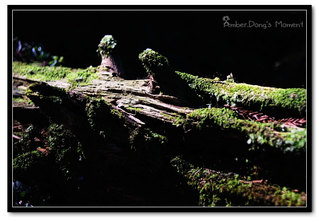 DSC_0221b.jpg DSC_0221b.jpg