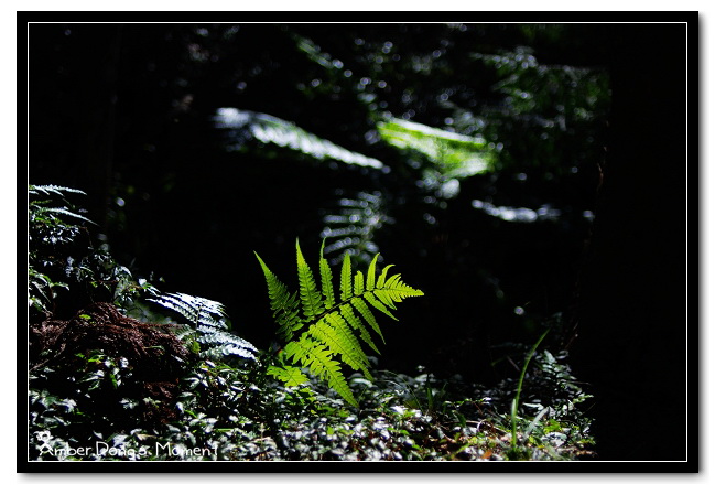 DSC_0229b.jpg DSC_0229b.jpg