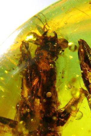 緬甸琥珀中的螳螂 mantis in burmese amber