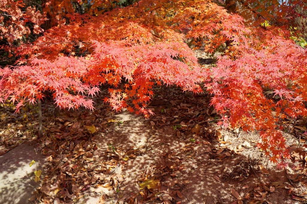 DSC02360.JPG