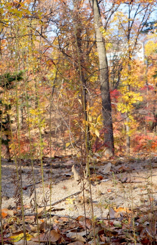 DSC02375.JPG