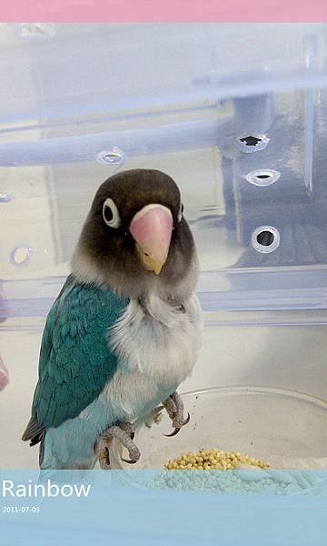 第一眼見到牠整個驚艷ㄚ,好美的小牡丹...誰不愛ㄋ?