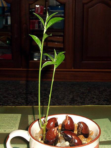 仙桃種子盆栽 A