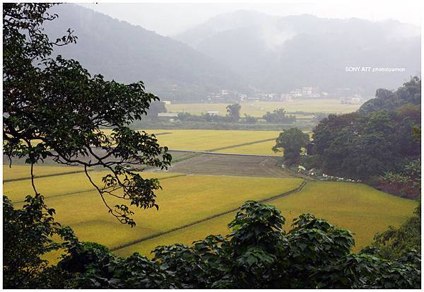 台灣紅茶 23 台灣紅茶 23
