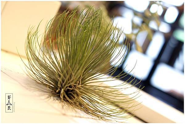 好氏研究室 13 好氏研究室 13