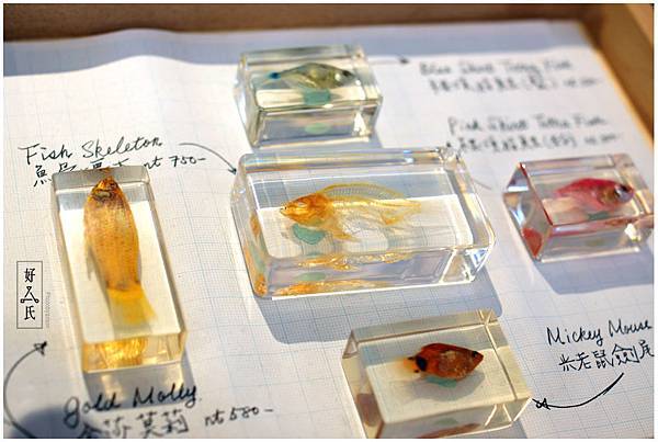 好氏研究室 17 好氏研究室 17