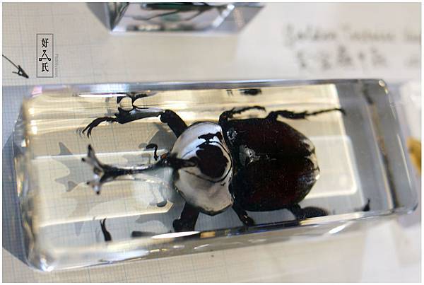 好氏研究室 18 好氏研究室 18