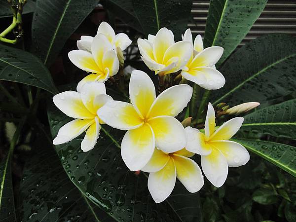 DSC04676小小 DSC04676小小