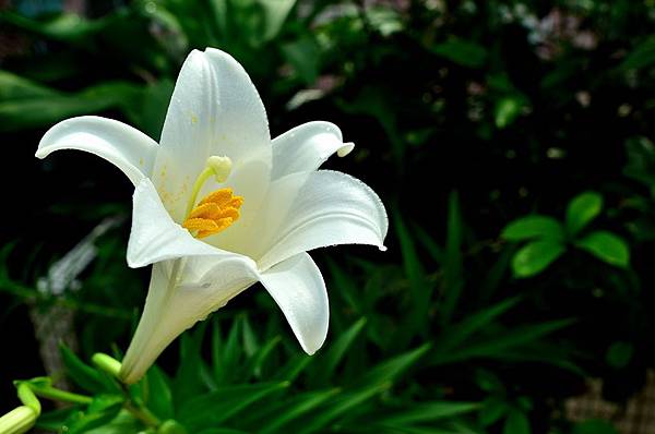 Lily blossom on my balcony 2 Lily blossom on my balcony 2