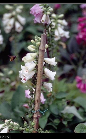 nEO_IMG_Image14.jpg nEO_IMG_Image14.jpg