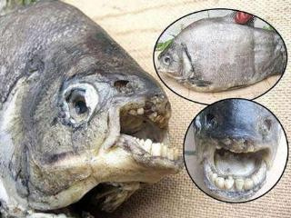 990916-1.bmp 990916-1.bmp