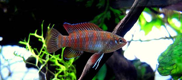 火燄變色龍11-28 (2).JPG 火燄變色龍11-28 (2).JPG