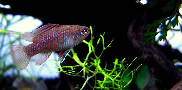 火燄變色龍11-28 (3).JPG 火燄變色龍11-28 (3).JPG