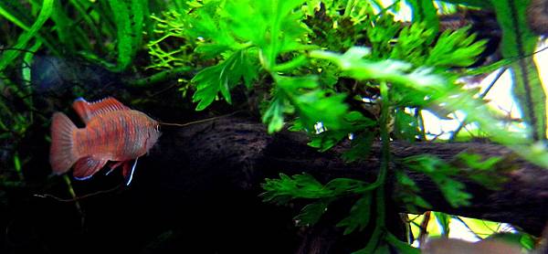 火燄變色龍11-28 (4).JPG 火燄變色龍11-28 (4).JPG