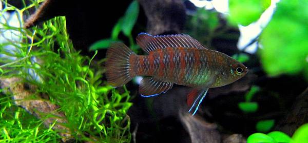 火燄變色龍11-28 (5).JPG 火燄變色龍11-28 (5).JPG