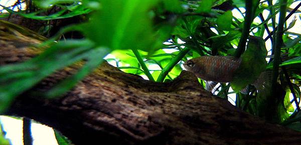 火燄變色龍11-28 (6).JPG 火燄變色龍11-28 (6).JPG