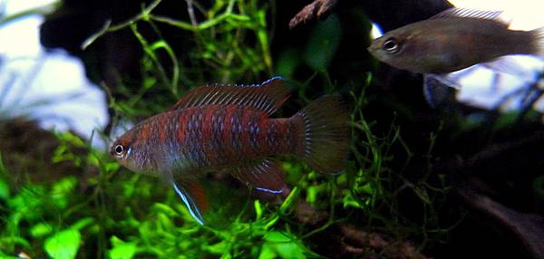 火燄變色龍11-28 (8).JPG 火燄變色龍11-28 (8).JPG