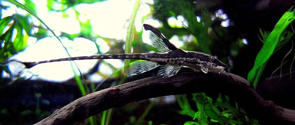 皇冠直升機Sturisoma panamense11-28 (2).JPG 皇冠直升機Sturisoma panamense11-28 (2).JPG