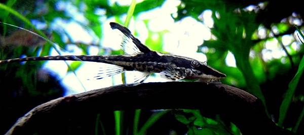 皇冠直升機Sturisoma panamense11-28 (3).JPG 皇冠直升機Sturisoma panamense11-28 (3).JPG