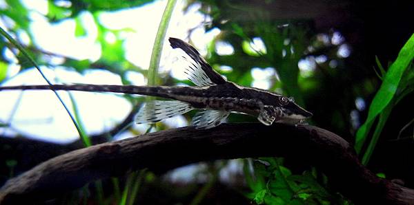 皇冠直升機Sturisoma panamense11-28 (4).JPG 皇冠直升機Sturisoma panamense11-28 (4).JPG