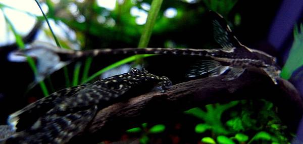 皇冠直升機Sturisoma panamense11-28 (5).JPG 皇冠直升機Sturisoma panamense11-28 (5).JPG