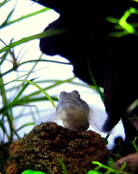 蝦虎201111-28 (2).JPG 蝦虎201111-28 (2).JPG