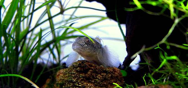 蝦虎201111-28 (3).JPG 蝦虎201111-28 (3).JPG