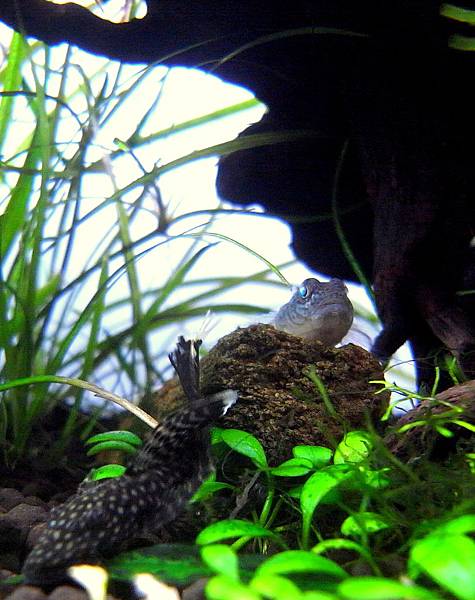 蝦虎201111-28 (4).JPG 蝦虎201111-28 (4).JPG