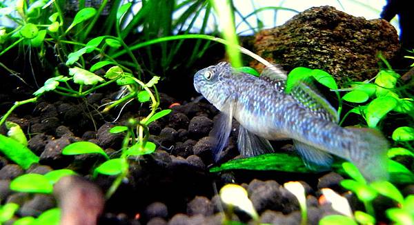 蝦虎201111-28 (5).JPG 蝦虎201111-28 (5).JPG