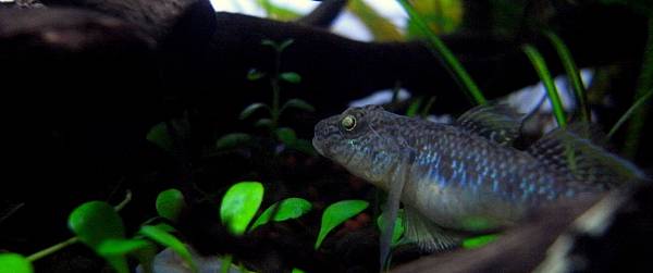 蝦虎201111-28 (6).JPG 蝦虎201111-28 (6).JPG